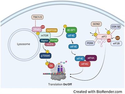 Amino Acid Trafficking and Skeletal Muscle Protein Synthesis: A Case of Supply and Demand